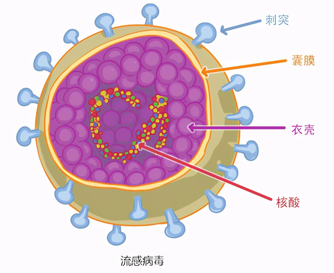 广州出现印度变异毒株：面对不断变异的新冠病毒，疫苗还有用吗？