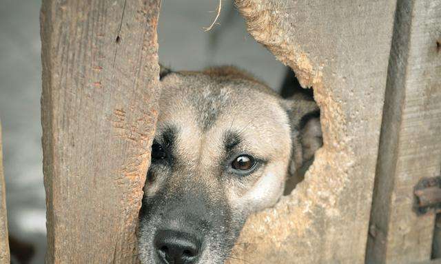 治不好的不仅是狂犬病：一个城市狂犬疫苗告罄，谁的责任？