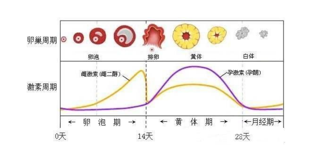 私密部位黑与性经验无关，但真正的原因你知道吗？大家都没想到