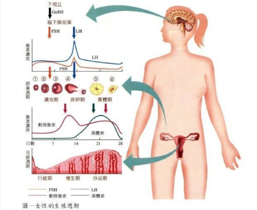 女性月经周期，21天和35天差别能有多大？第一点你就困惑了