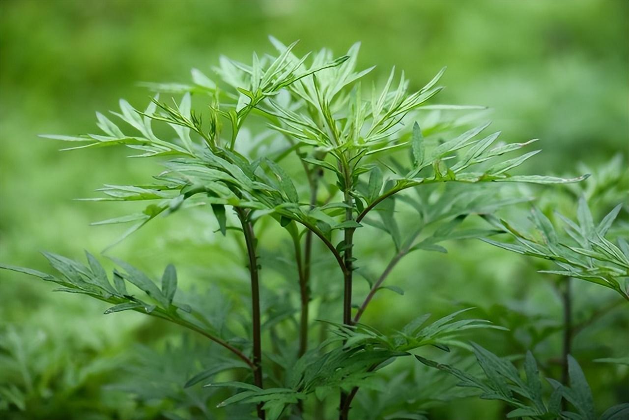 “天然造血库”不是红枣，而是艾草！4月农村遍地是，错过真可惜