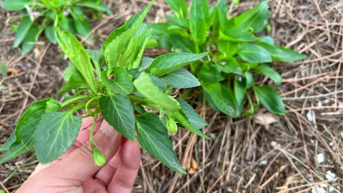 紫花地丁全身是宝，比槐花香甜比荠菜营养，农村遍地是包饺子真香