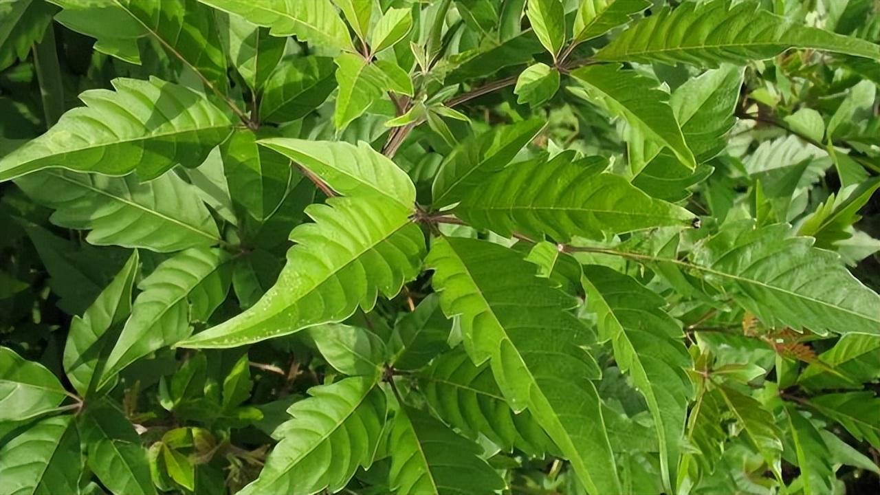 家门口1种植物，曾砍来当柴烧，殊不知地下含“黄金根”，很珍贵