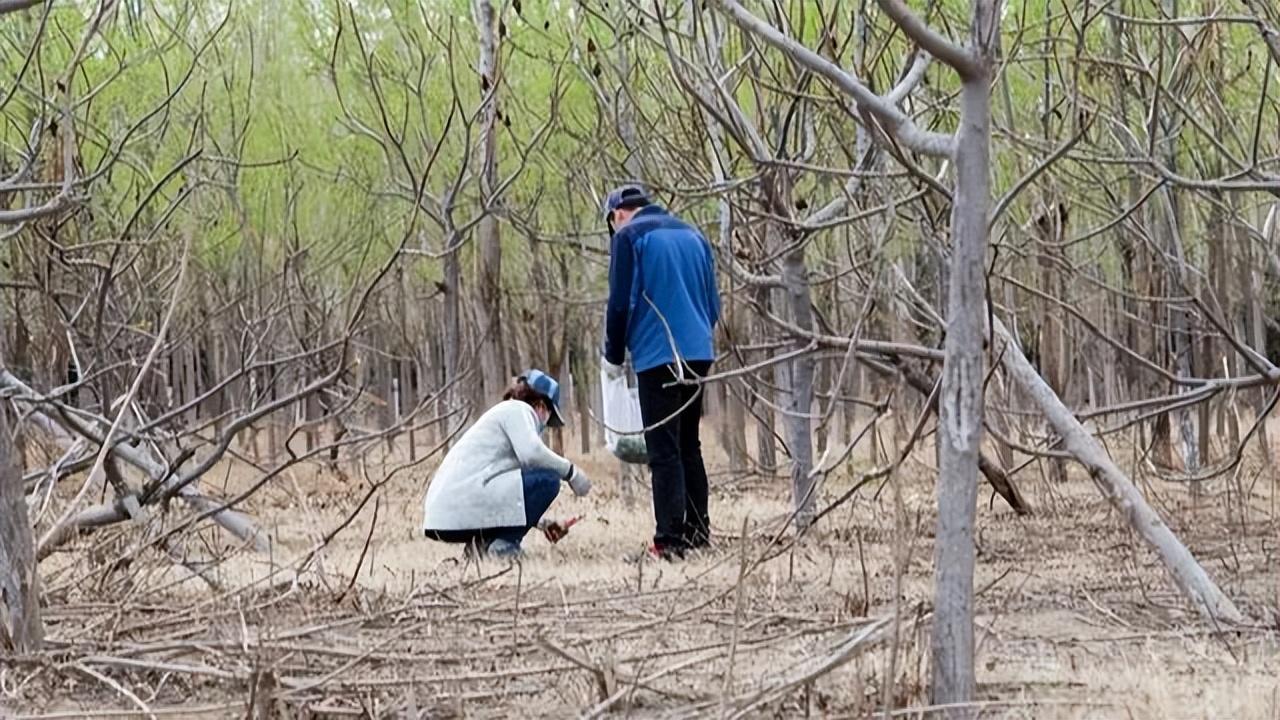 俗称“鸡毛草”，曾是饥荒年代的救命粮，全身是宝，养生价值高！