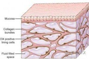人体又有新器官被发现！“间质交换网络”，算是新器官么？