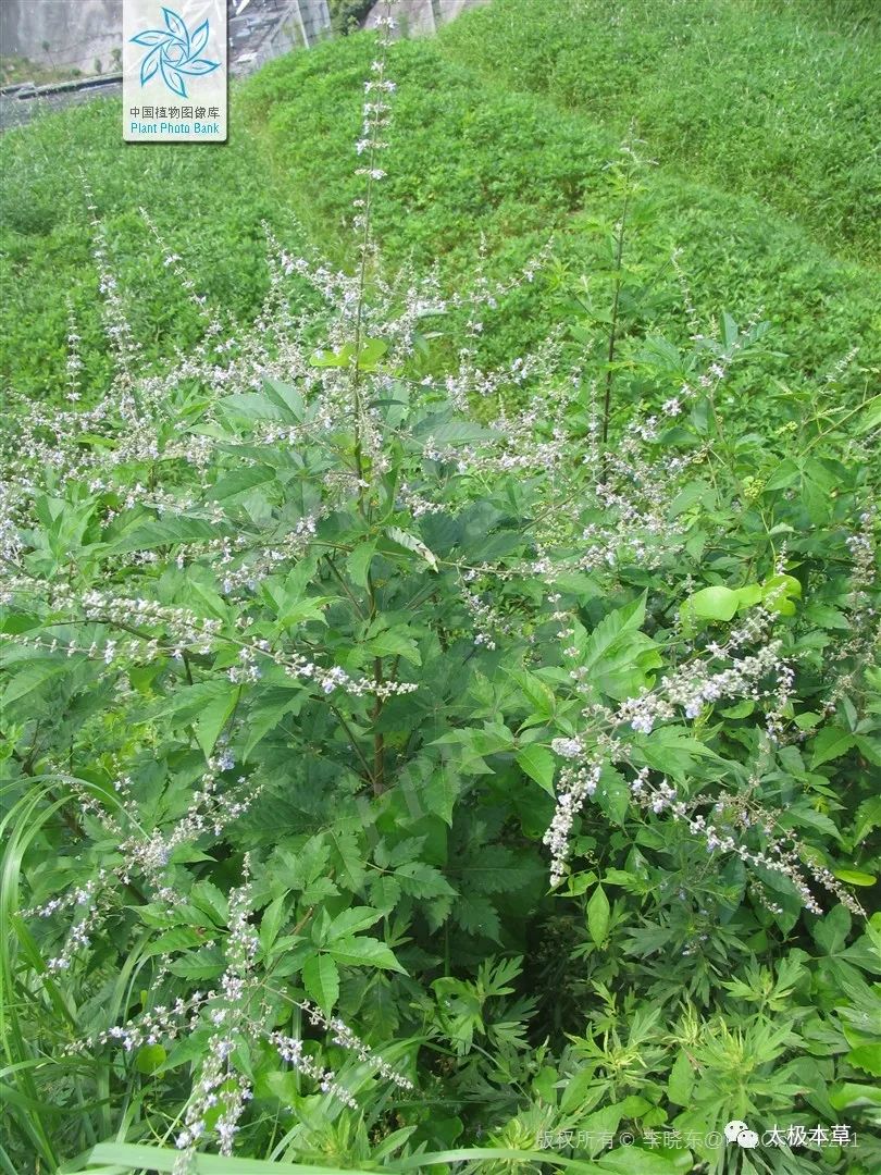 牡荆叶，山地多的没人要，能祛痰止咳；牡荆沥，用于中风口噤、高热痉挛