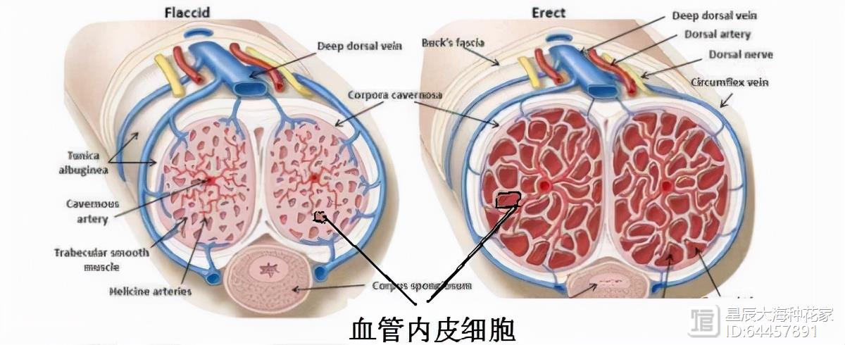 不干正事的伟哥，科学家说它可以预防痴呆！各位是否要预防一下？