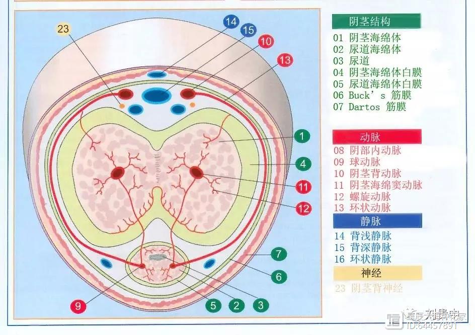 不干正事的伟哥，科学家说它可以预防痴呆！各位是否要预防一下？