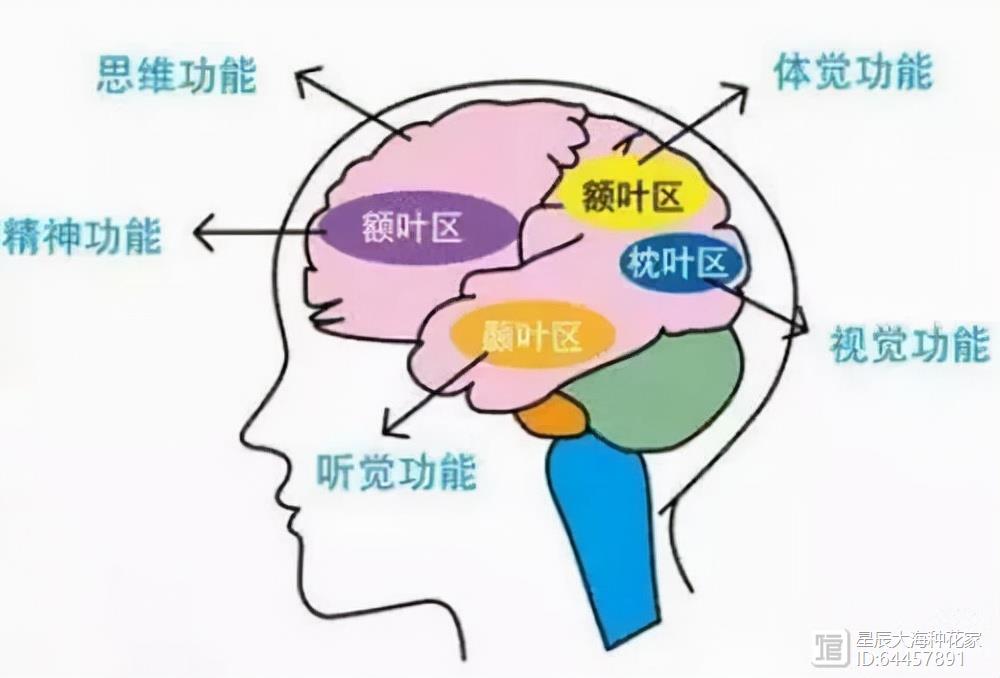 不干正事的伟哥，科学家说它可以预防痴呆！各位是否要预防一下？