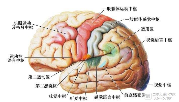 不干正事的伟哥，科学家说它可以预防痴呆！各位是否要预防一下？