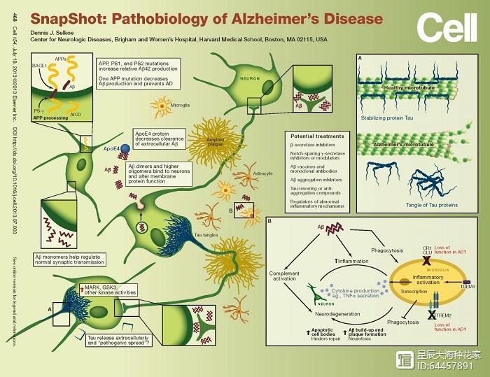 不干正事的伟哥，科学家说它可以预防痴呆！各位是否要预防一下？