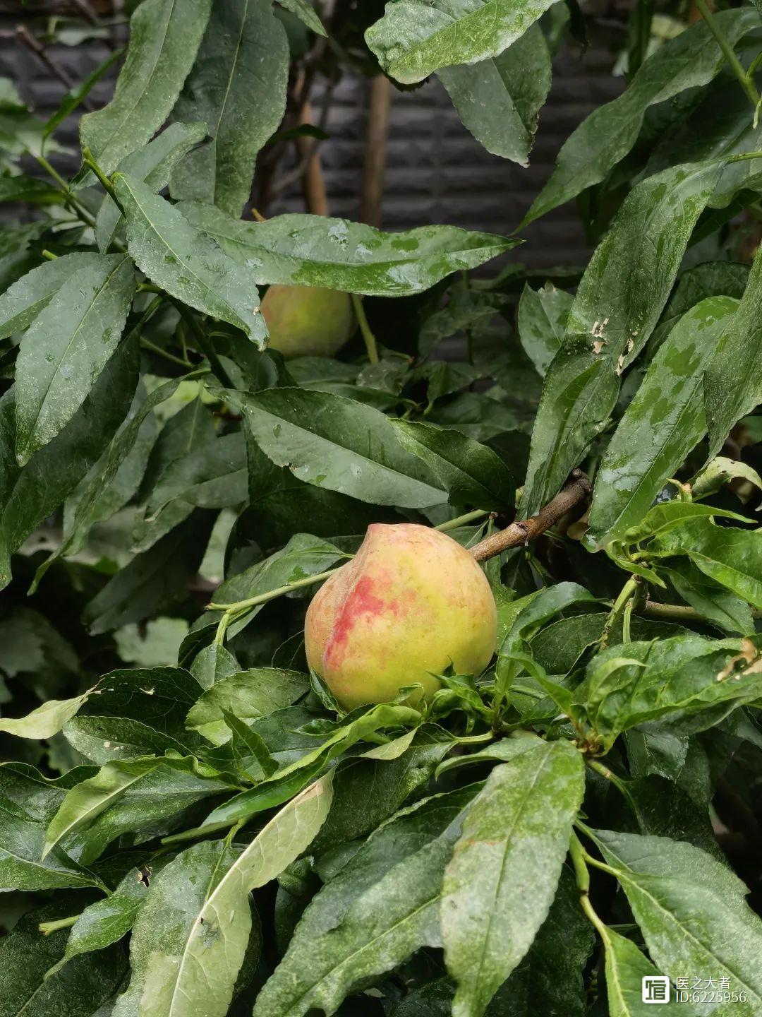 中国特有的生活方式-药食同源