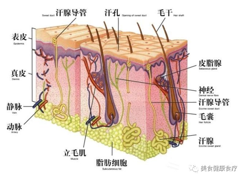 头发油腻危害大，头皮为什么会大量出油？10个食疗调理方法和护发护理习惯，让你头发清新起来