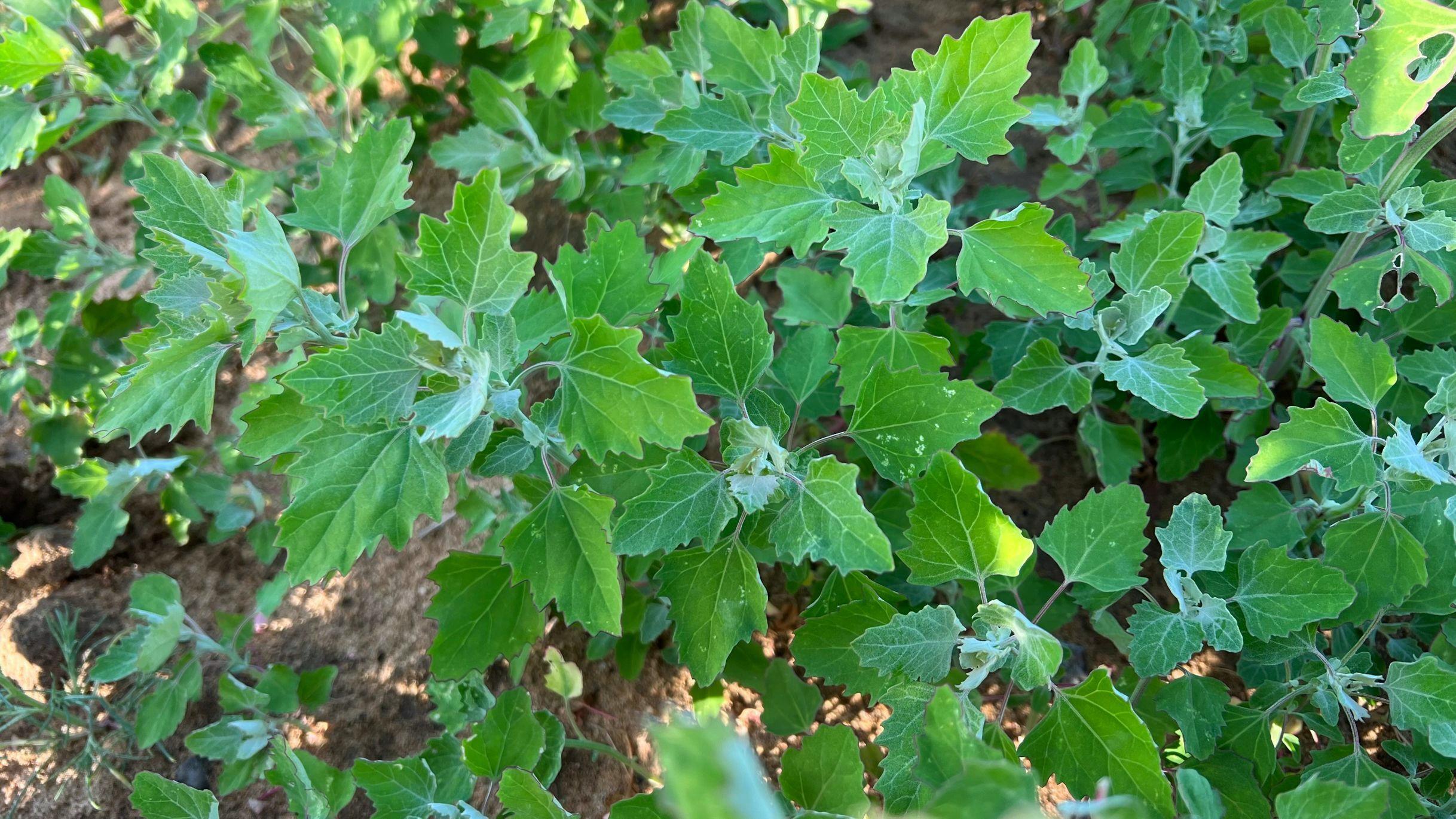 6月，遇到这菜抓紧吃，全身是宝，却常被人“嫌弃”，别不懂吃