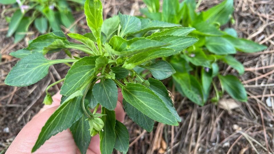 紫花地丁是5月第一鲜，比槐花甜比荠菜鲜，如今正当季，别不懂吃