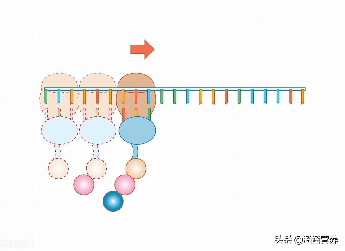 对于“蛋白质”的重要性你真的了解吗？