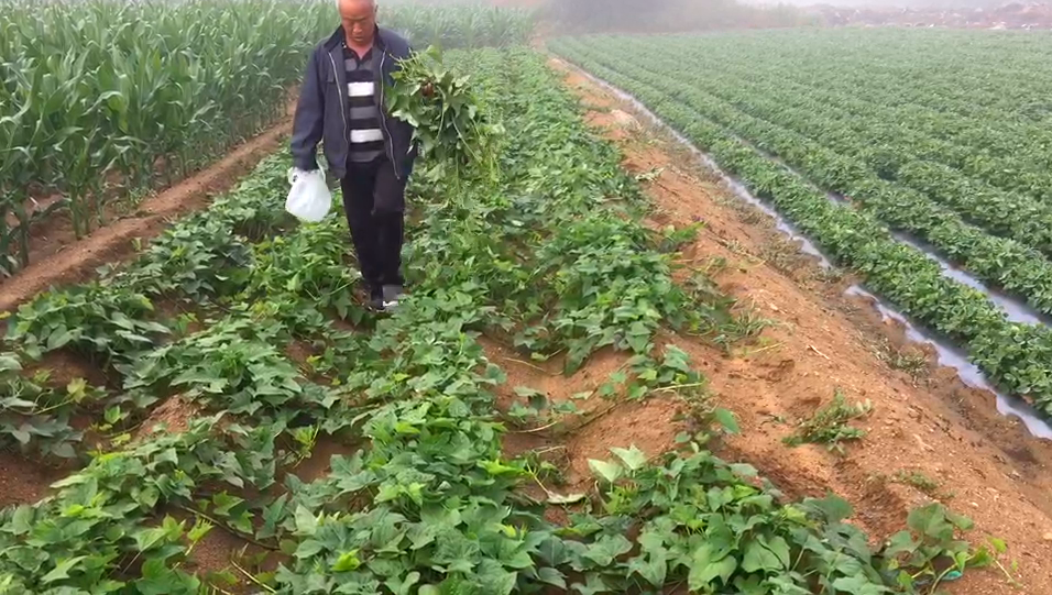 夏天要多吃这个菜，是菜又是药，家人常吃脾胃好，贵也要舍得