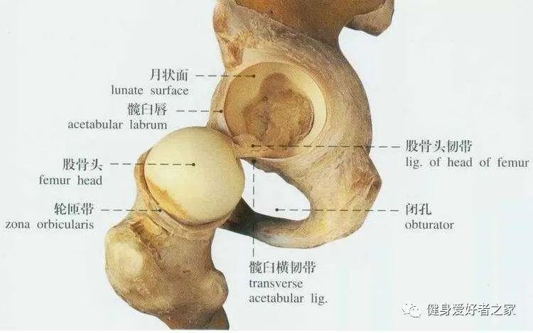 疫情宅在家，不如一起来锻炼髋关节，让你轻松收获好身材