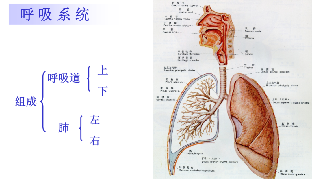 怎样足不出户练习肺活量？学会它，让你气质翻倍