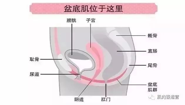 如何收紧盆底肌？这几个方法，让你重新找回自信！