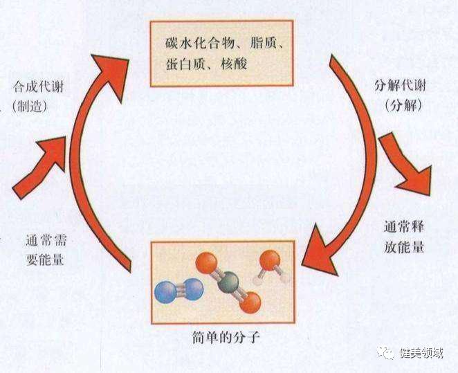 身体代谢快慢和健康有关系，提高代谢水平，才能让身材更好