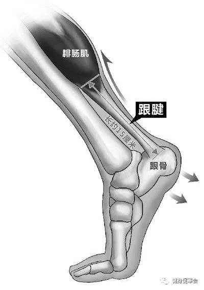 想了解跟腱炎，无需多查资料，只要看完这个就够了