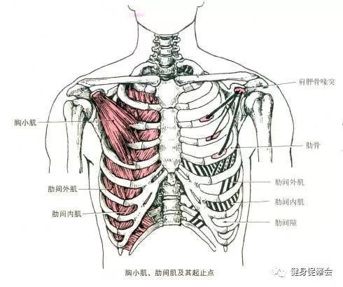 了解这些问题的答案，帮助你的胸肌取得突飞猛进的训练效果