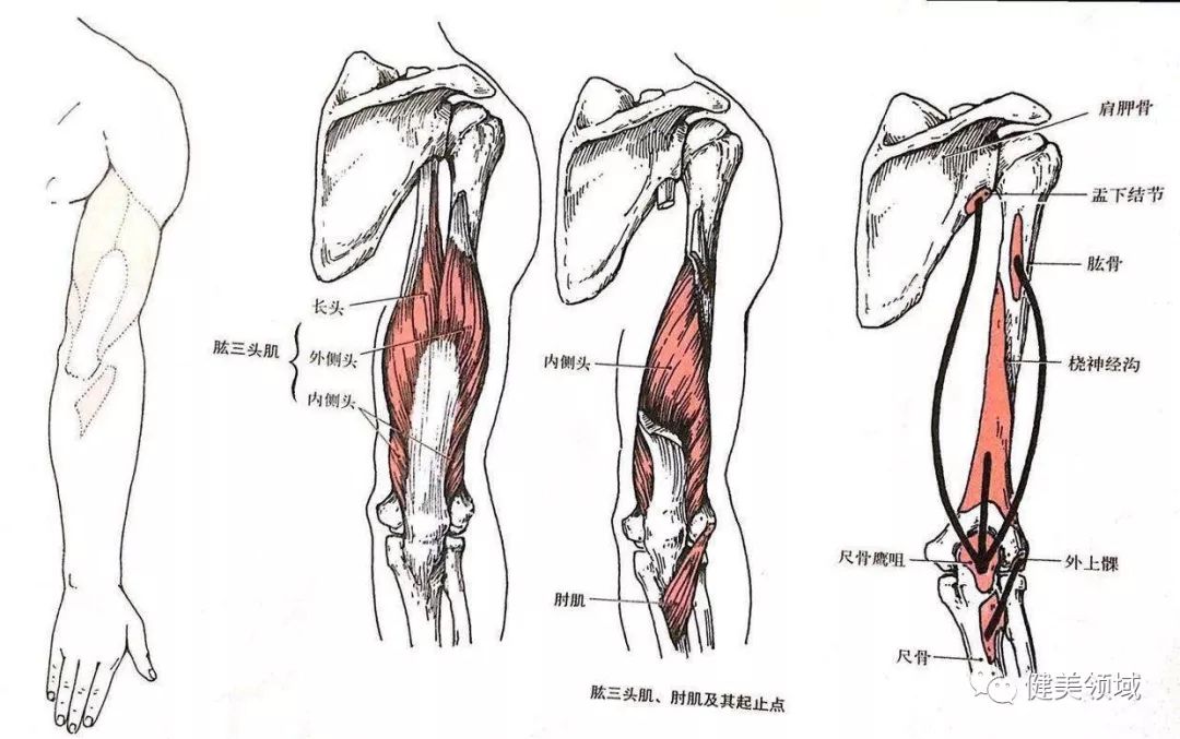 练好肱三头肌，增加双臂立体度，赶走多余的赘肉