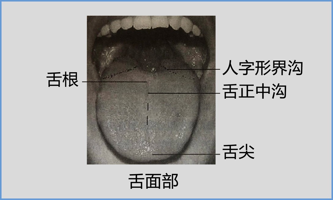 舌诊1