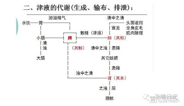 佳明讲中医基础第26讲,津液的代谢