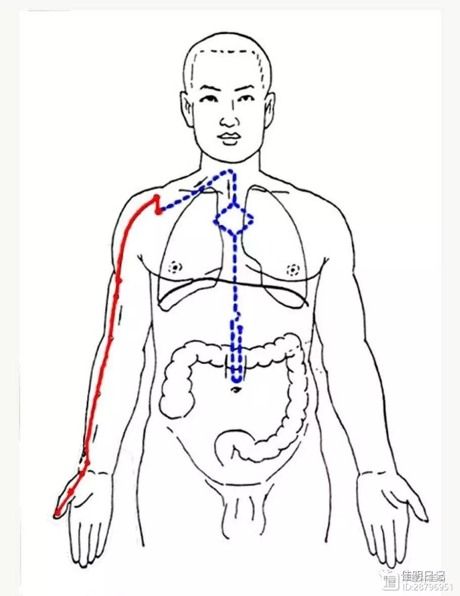 内针丨经络基础丨手太阴肺经