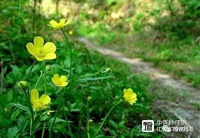 听春宏老师聊中医（第106期）：辛温解表药