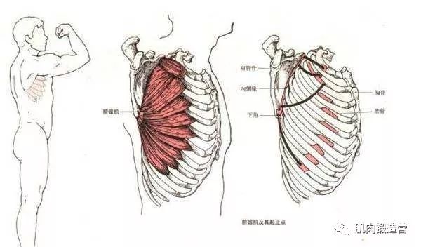 不要忽视小肌肉群，前锯肌也须训练，这几个动作帮你