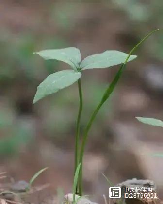 陈平宁神汤治疗失眠案，7剂而愈