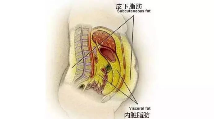 内脏脂肪超标，原来会带来这些疾病的风险，你怕了没？