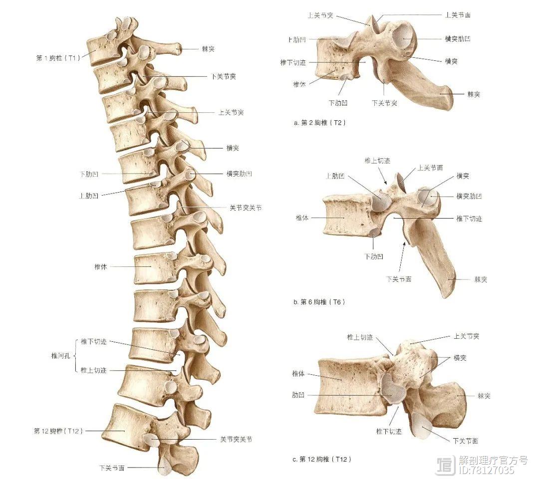 超详细的胸椎、腰椎和骶骨结构解剖