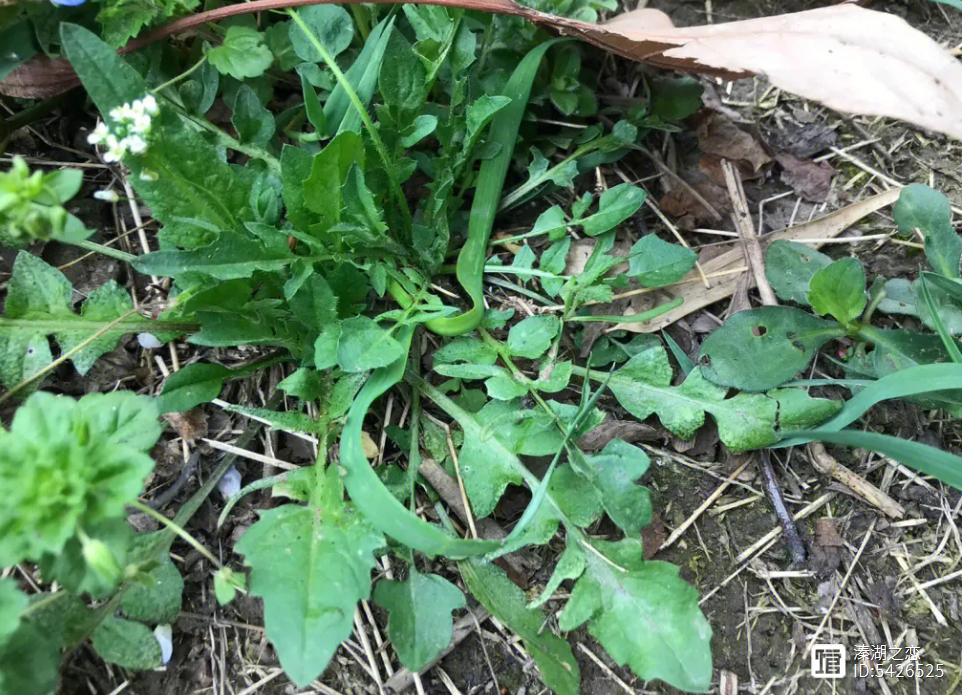 野生可食植物单株序列（40）--【荠菜】