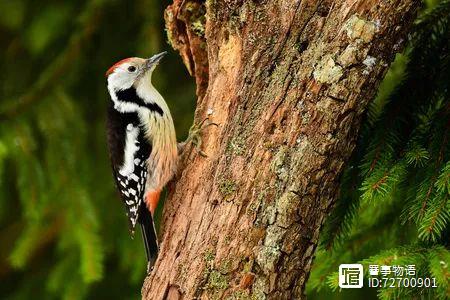 宋永正医案：治急、慢性荨麻疹及心得