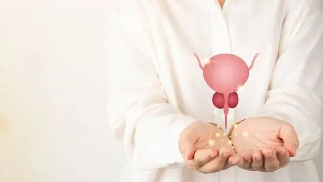3药益气、清热、利湿、散结，抗前列腺增生，改善尿频、尿急、尿淋沥