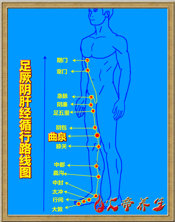 倪海厦针灸笔记（三四二）足厥阴肝经/曲泉穴