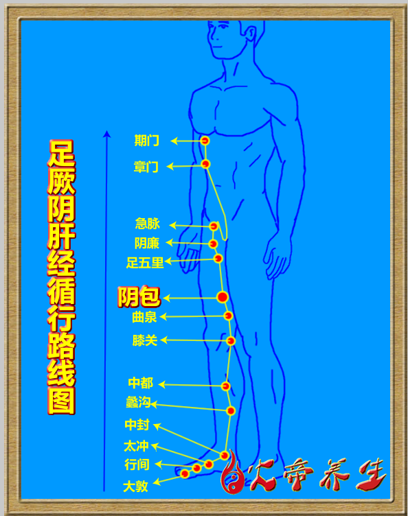 倪海厦针灸笔记（三四三）足厥阴肝经/阴包穴