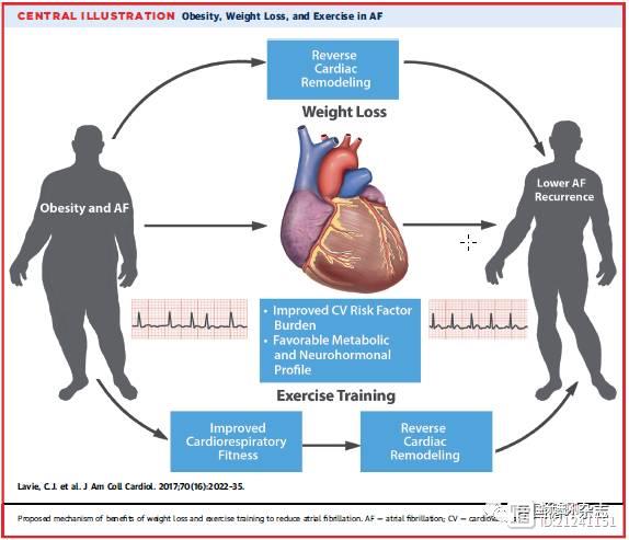 JACC综述：有房颤的人胖点好？别想美事儿了！
