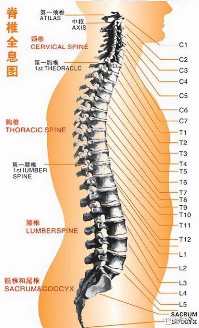 腰椎1、2、3、4、5的位置在哪里，很多人都搞错了！