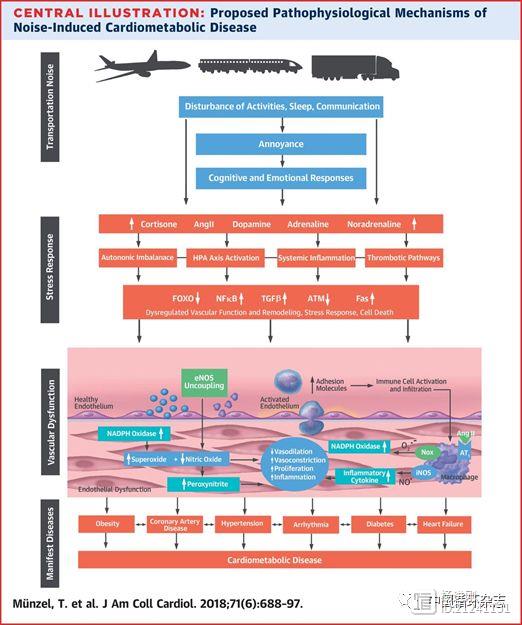 JACC综述阐述噪音增加心脑血管病风险机制：交感神经系统激活是主因