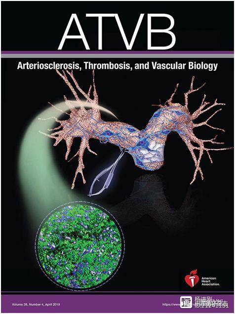 阜外医院研究被ATVB选定为封面文章：开胸后肺动脉去神经术—肺动脉高压治疗新思路