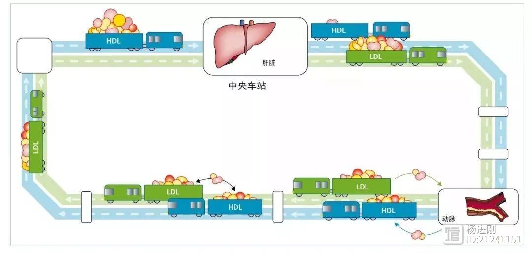 Lancet子刊综述称HDL-C不能算“好胆固醇”：高密度脂蛋白就像火车，有数百种不同脂质“乘客”上下车，其中胆固醇不到50%