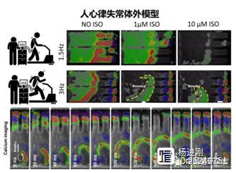 与心竞速！Circulation刊发湖北大学、波士顿儿童医院及哈佛大学合作研究：首次实现人源心肌微器官芯片心律失常体外建模