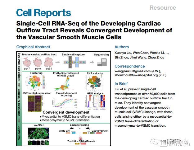 阜外医院周洲团队Cell子刊发文：提出心脏流出道血管平滑肌细胞发育新模式
