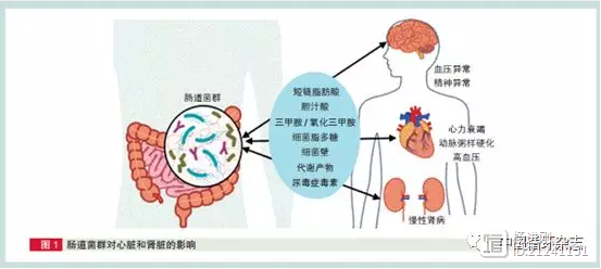 管理慢性心肾疾病，还应重视肠道菌群！河北医大三院学者称