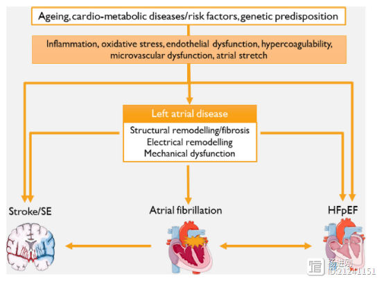 心衰和房颤是一根藤上两个瓜！ 最新专家共识称：左房心肌病或是干预机会
